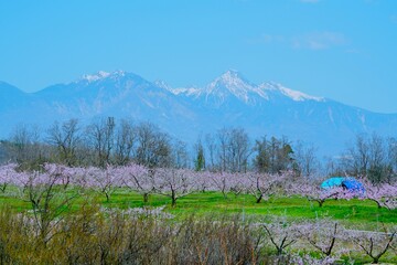 桃の花と八ヶ岳
