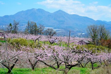 春の桃畑