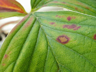 Anthracnose, a disease on strawberry leaves when grown in natural conditions. Close-up of a damaged leaf