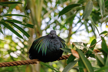 Nicobar pigeon, caloenas nicobarica, the only living member of the genus Caloenas, and may be the closest living relative of the extinct dodo. © Rixie