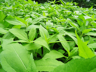 Young Jerusalem artichoke plants in natural conditions, close-up
