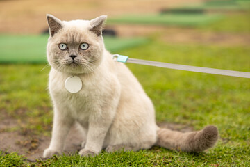 Portrait of Cat with blue eyes in the garden. cat with blue eyes is on a walk on green grass. - Powered by Adobe