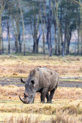 Adult female white rhino in Lake Nakuru National Park, Kenya. Front view of square-lipped rhinoceros with oxpecker birds around her.