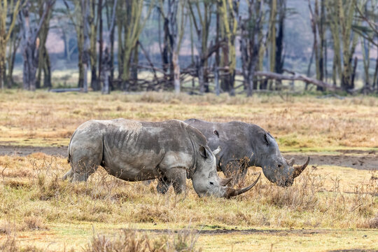 Two adult white rhinos in Lake Nakuru National Park, Kenya. Side view of square-lipped rhinoceros.