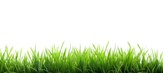 Fresh green grass field isolated on transparent  background for montage product display, Png files