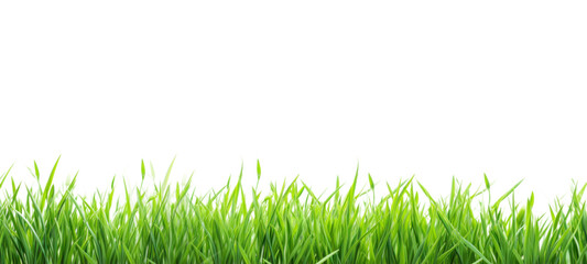 Fototapeta premium Fresh green grass field isolated on transparent background for montage product display, Png files