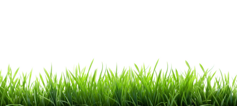 Fresh green grass field isolated on transparent  background for montage product display, Png files