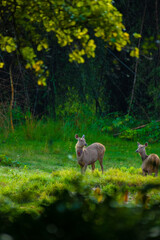 Sambar deer is a large deer native to the Indian subcontinent