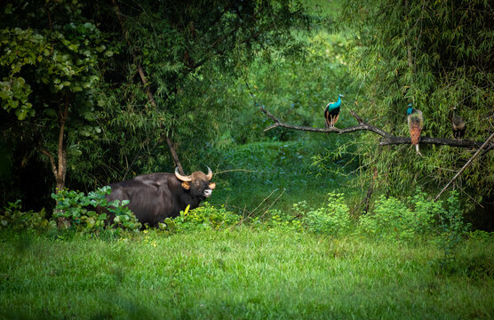 Indian bison (Gaur) with Indian Peacock - Powered by Adobe