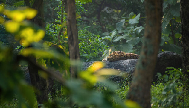 Indian leopard (Panthera pardus fusca)