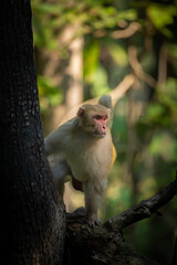 Rhesus macaque (Macaca mulatta) from Pench National Park, Madhya Pradesh, India