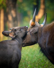 wild bison in the wild, Indian bison in the wild, Indian Gaur,