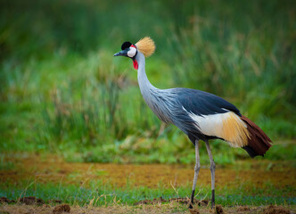 grey crowned crane, crowned crane balearica regulorum