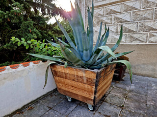 agaves require a sunny, sheltered location. We grow them in well-permeable soil, which should be a mixture of sand. It is advisable to place sufficient drainage at the bottom of the container.
