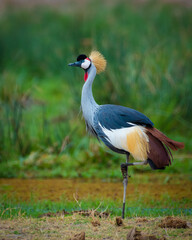 grey crowned crane, crowned crane balearica regulorum