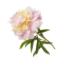 Beautiful delicate pink with yellow peony flower isolated on white background.