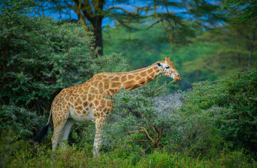 giraffe in the savannah, giraffe eating grass, giraffe in the wild