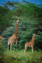 giraffe in the savannah, giraffe eating grass, giraffe in the wild
