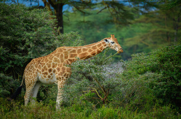 giraffe in the savannah, giraffe eating grass, giraffe in the wild