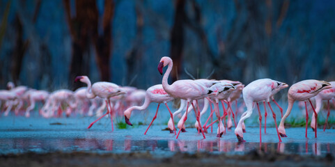 Lesser Flamingos, Group of Lesser Flamingos, Flamingo, African Flamingos