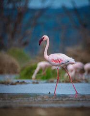 Naklejka premium Lesser Flamingos, Group of Lesser Flamingos, Flamingo, African Flamingos
