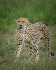 Naklejka na ściany i meble Cheetah in the grass, Cheetah from Africa, African Cheetah