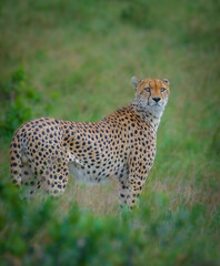 Cheetah in the grass, Cheetah from Africa, African Cheetah