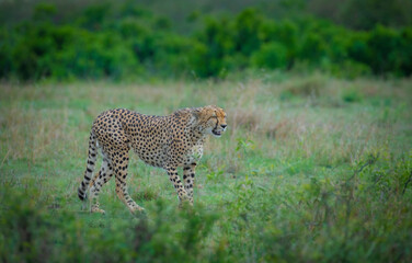 Cheetah in the grass, Cheetah from Africa, African Cheetah