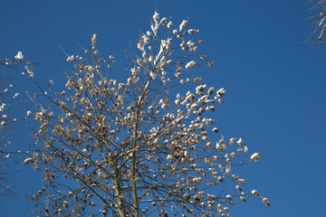 Snow-covered ash branches with seeds on a clear winter day against a blue sky.