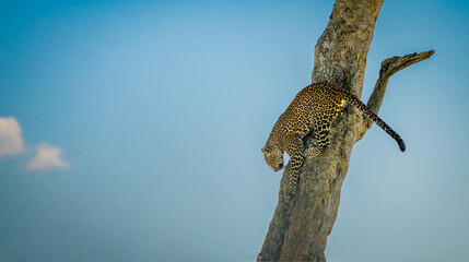 Leopard with cub, Leopard mother and cub, Leopard from Maasai mara, Kenya, Africa