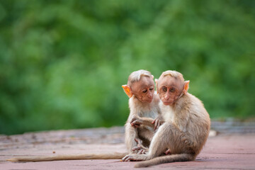 Bonnet macaque Monkey Kerala forest