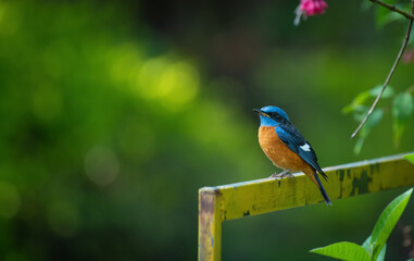 Fototapeta premium Blue-capped rock thrush, western ghats birds, birds of simspark, birds of coonoor