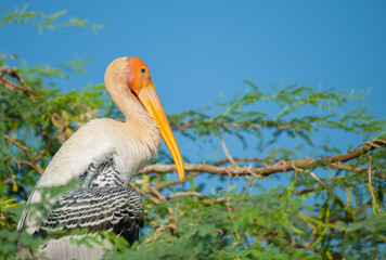Painted Stork is a large wader in the stork family.
