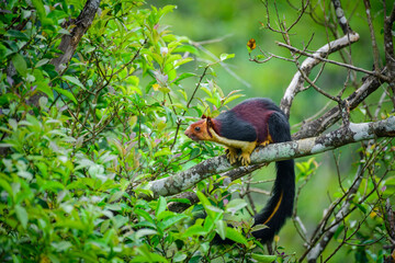 Malabar Giant Squirrel, Indian Giant Squirrel, Squirrel jumping, giant Squirrel  resting