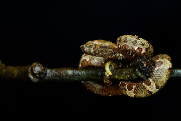 Malabar pit viper brown morph,  Pit viper of kerala, Pit viper of India