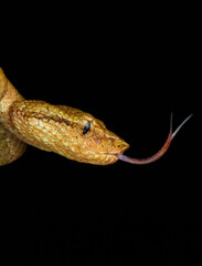 Malabar Pit Viper Yellow Morph, Macro of pit viper,
Western ghats 