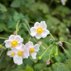 Obraz premium Japanese Anemones