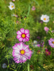 Obraz premium flower