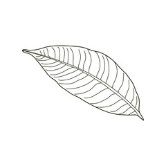 Hand drawn Kids drawing Cartoon Vector illustration mango leaf Isolated on White Background