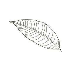 Hand drawn Kids drawing Cartoon Vector illustration mango leaf Isolated on White Background