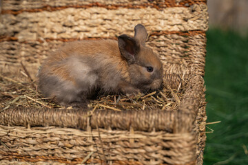 Dwarf Angora rabbit sitting on a wicker basket on a sunny day before Easter