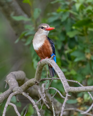Gray-headed Kingfisher, Masai Mara, Kenya