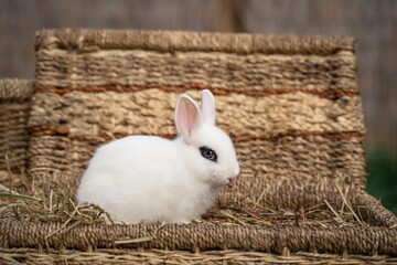 White hotot rabbit sitting and showing tongue on a wicker basket on a sunny day before Easter