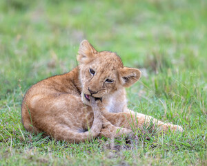 Lion cub chewing on tail, Masai Mara, Kenya