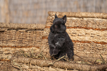Dwarf rabbit minor black staying on a wicker basket on a sunny day before Easter