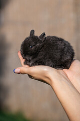 Dwarf rabbit minor black sitting on a woman's hand on a sunny day before Easter