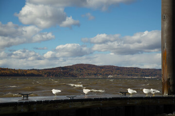 seagull on the pier