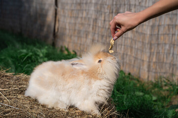 Medium sized Angora yellow fawn rabbit sitting on a haystack on a sunny day before Easter and a woman's hand treats him