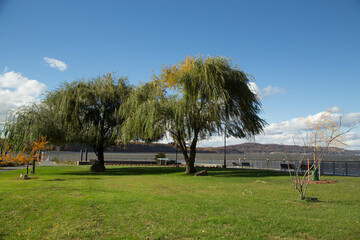 Trees on the hudson