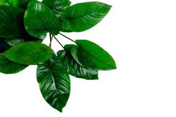 Exotic aquatic plants for aquarium Anubias Broaf Leaf isolated on transparent background. PNG transparency